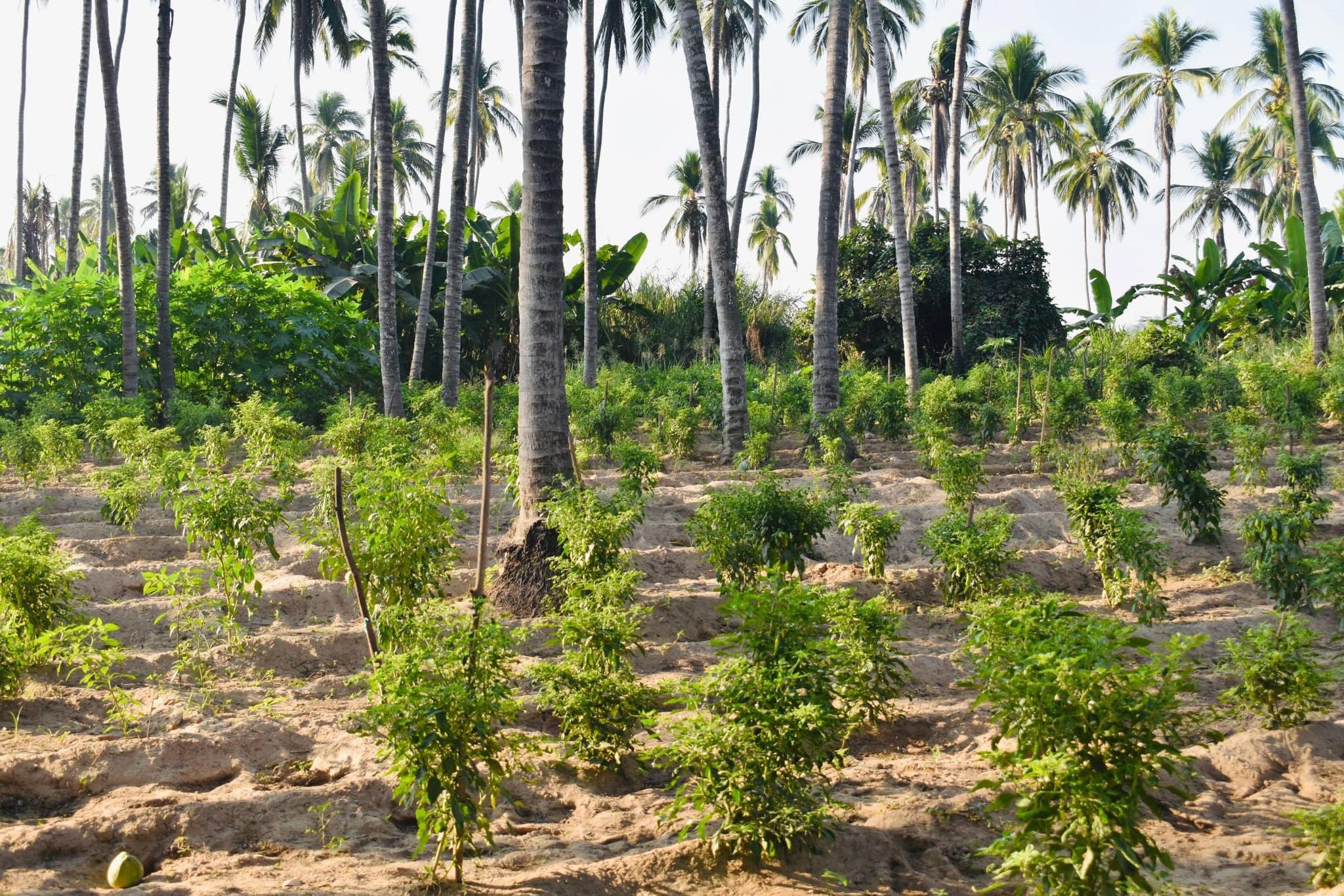 Imagen de Galería del Municipio 2